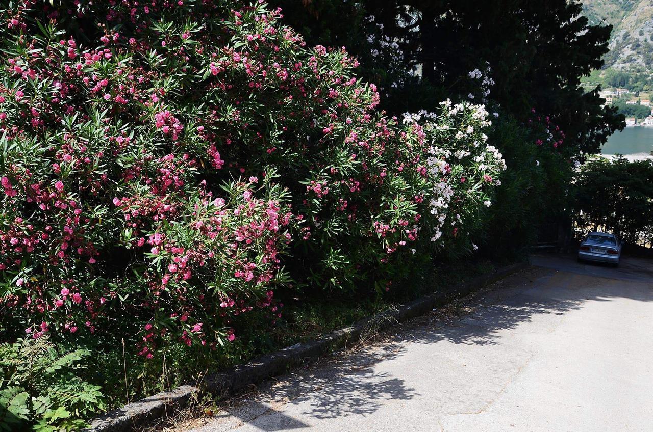Apartment Garden Kotor Exterior foto